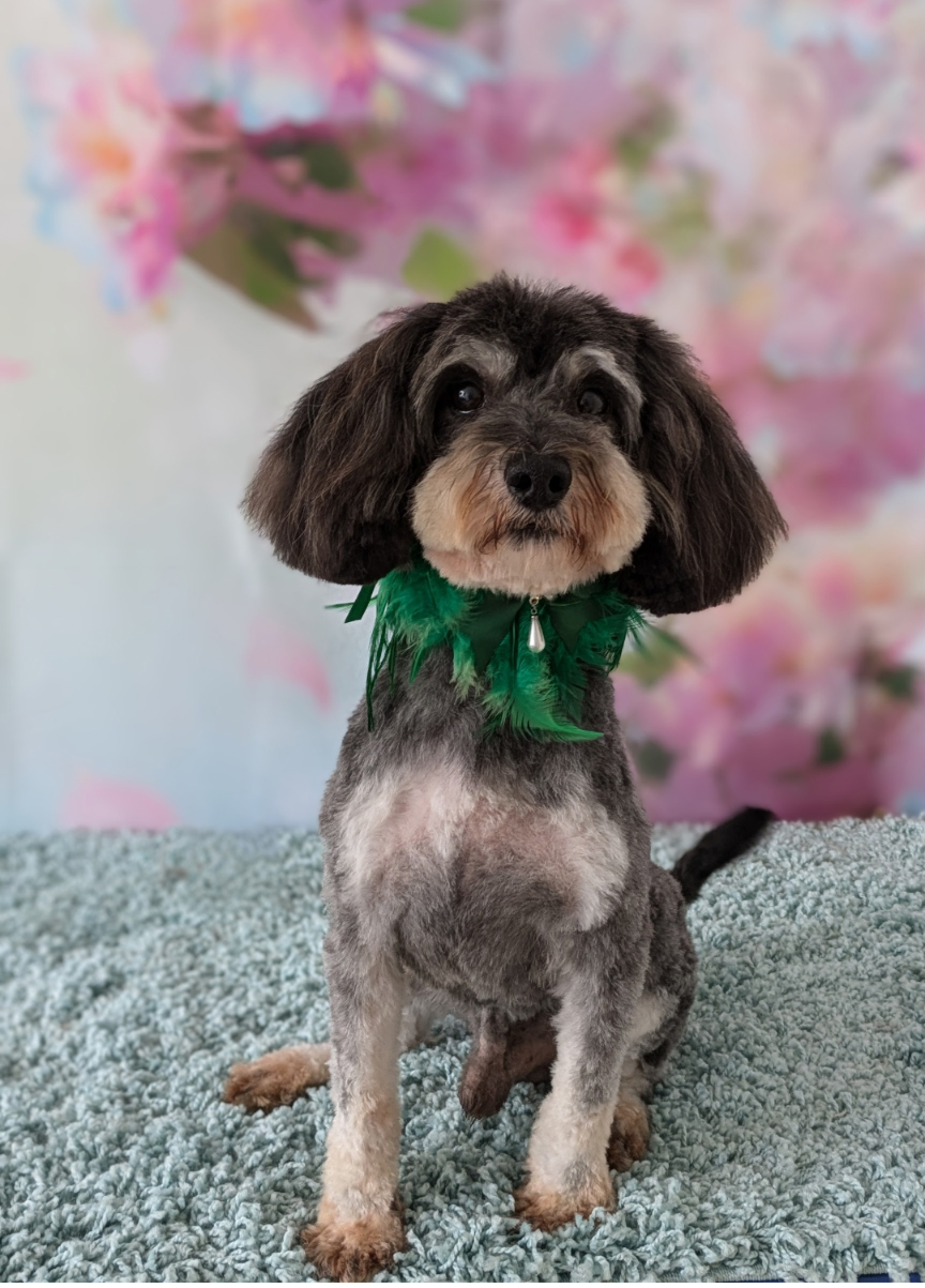 image of a havapoo puppy wearing a green bow with a floral background behind it