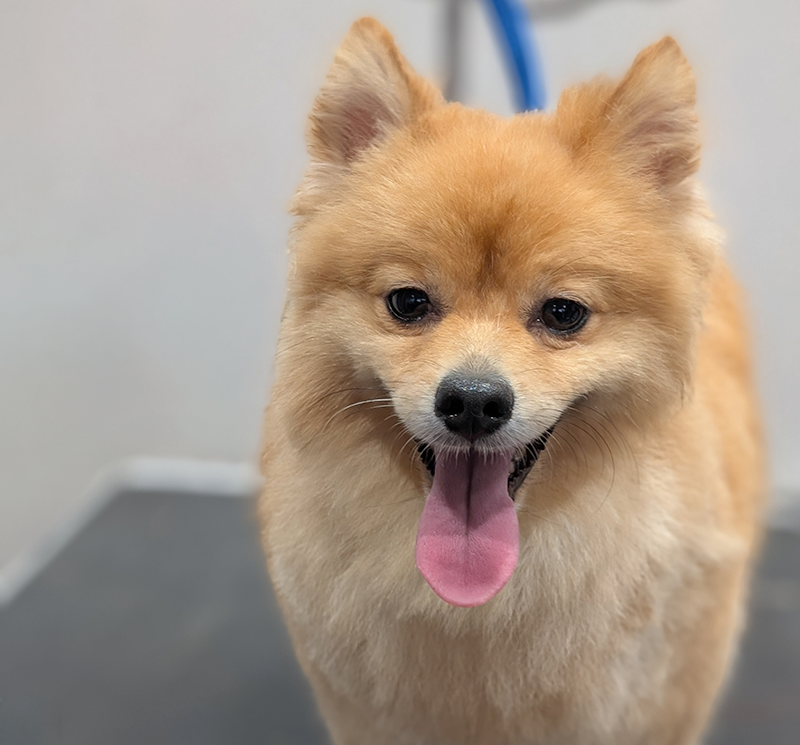 image of a happy Pomeranian dog after being groomed