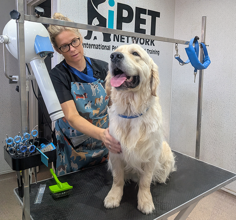 female dog grooming student proudly showing a groomed golden retriever on grooming table