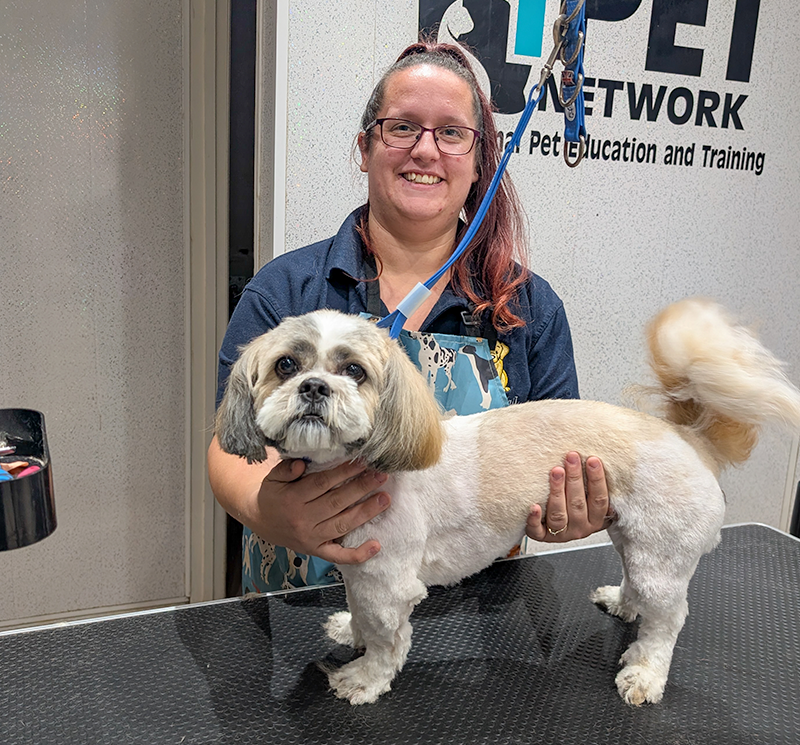 female dog grooming student proudly showing a groomed shih tzu held by blue harness on table