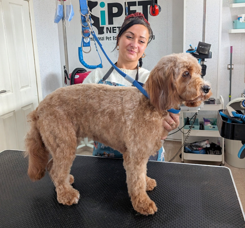 female dog grooming student proudly showing a groomed dog held by blue harness on grooming table