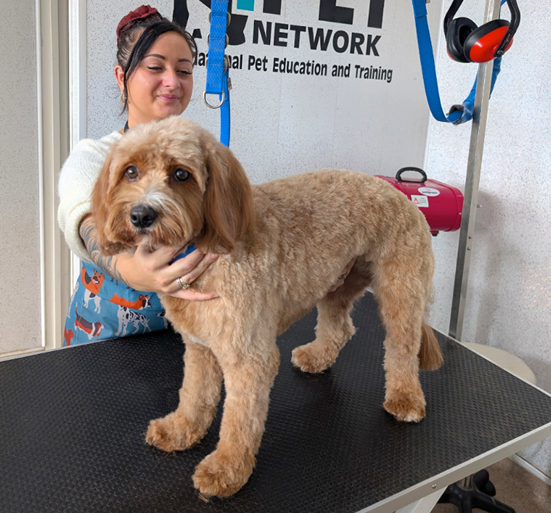 female dog grooming student proudly showing a groomed brown labradoodle on grooming table