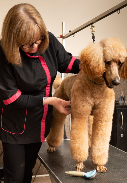 Student grooming a dog