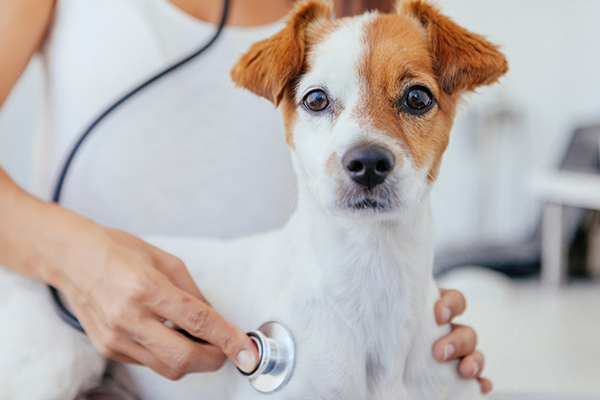 Dog undergoing first aid