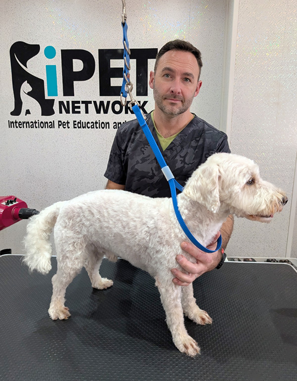 male dog groomer holding onto Westiepoodle dog on table with blue lead harness